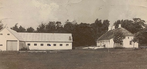 Staldbygningerne fra 1953 og det gamle stuehus med stråtag. (foto formentlig 1954)